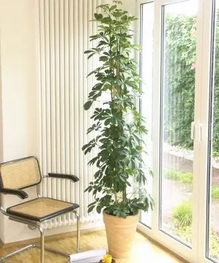 stueplante paraplytre