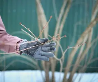 Beskjæring av et tre med sekatør om vinteren