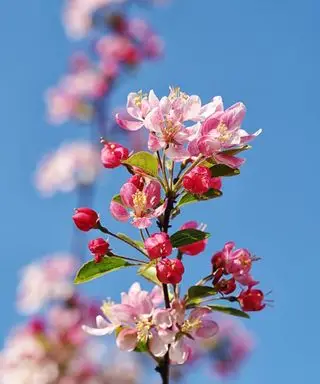 Rosa blomster av et crabapple-tre