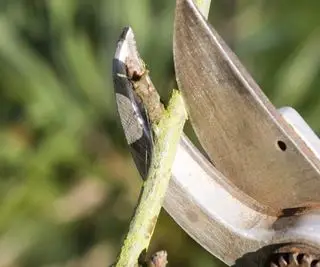 Beskjæring av frukttrær med en sekatør