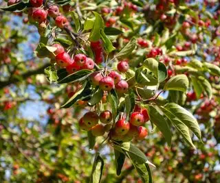 Oppdag hvordan du beskjærer crabapple-trær i alle aldre – enten det er frittstående eller trenede trær