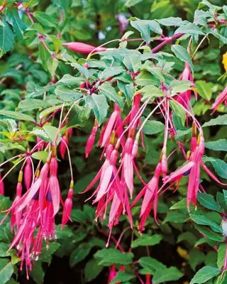 Winterharte Fuchsia magellanica in voller Blüte mit tiefroten Blüten