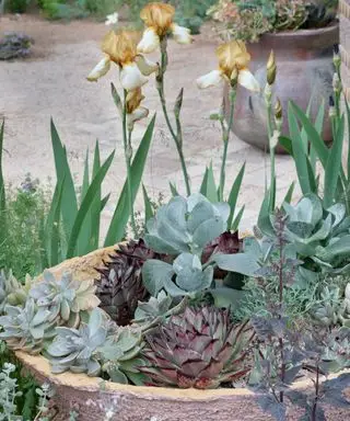 succulentes en pot