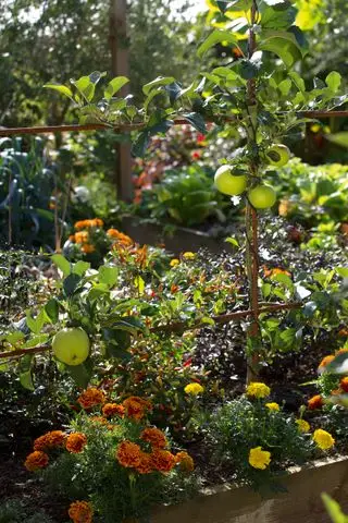 Treillis en métal fin avec pommes