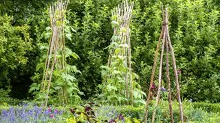 Découvrez comment faire pousser des haricots verts en pleine terre et utiliser des wigwams