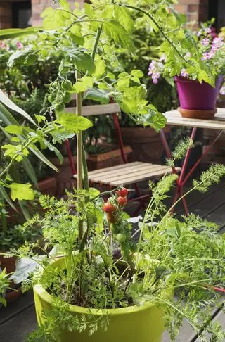 gulerødder vokser i en krukke på en terrasse