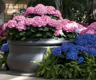 Hortensia rose poussant dans un grand pot