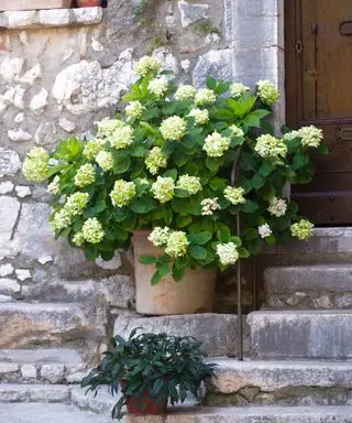 Un hortensia jaune dans un pot en terre cuite