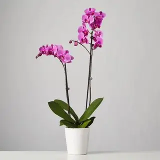 סחלב עש ורוד. Plants.com