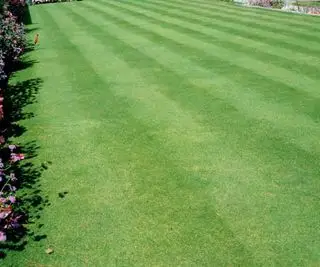 duży trawnik otoczony rabatami kwiatowymi