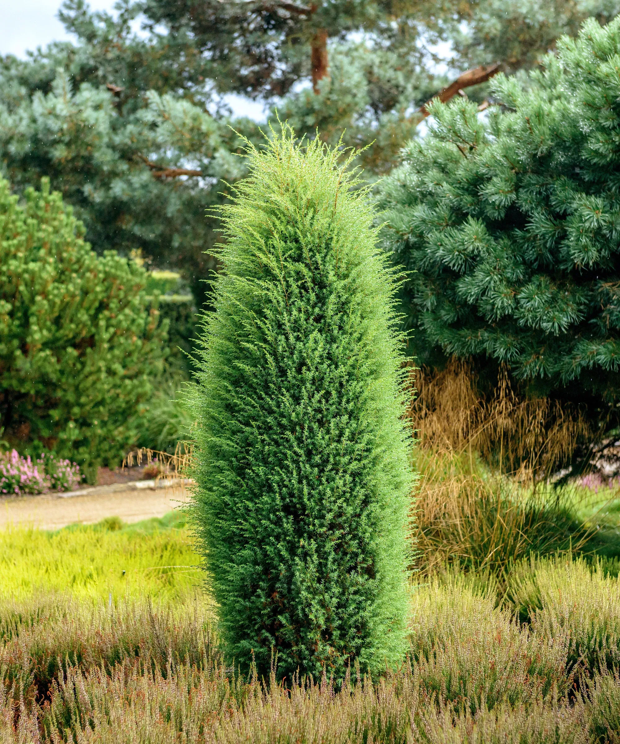 Juniperus communis árbol siempreverde 'irlandés' en el jardín' loading='lazy' title=