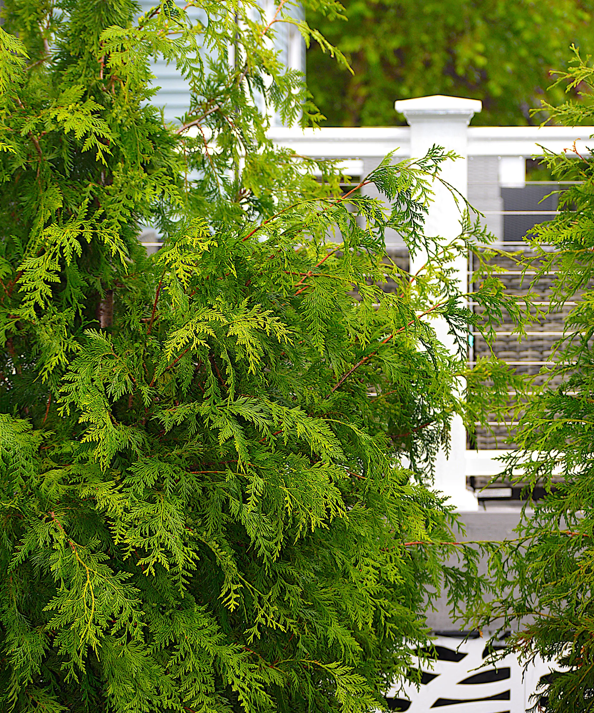 Árbol Arborvitae 'Gigante Verde' utilizado para protección con valla blanca' loading='lazy' title=