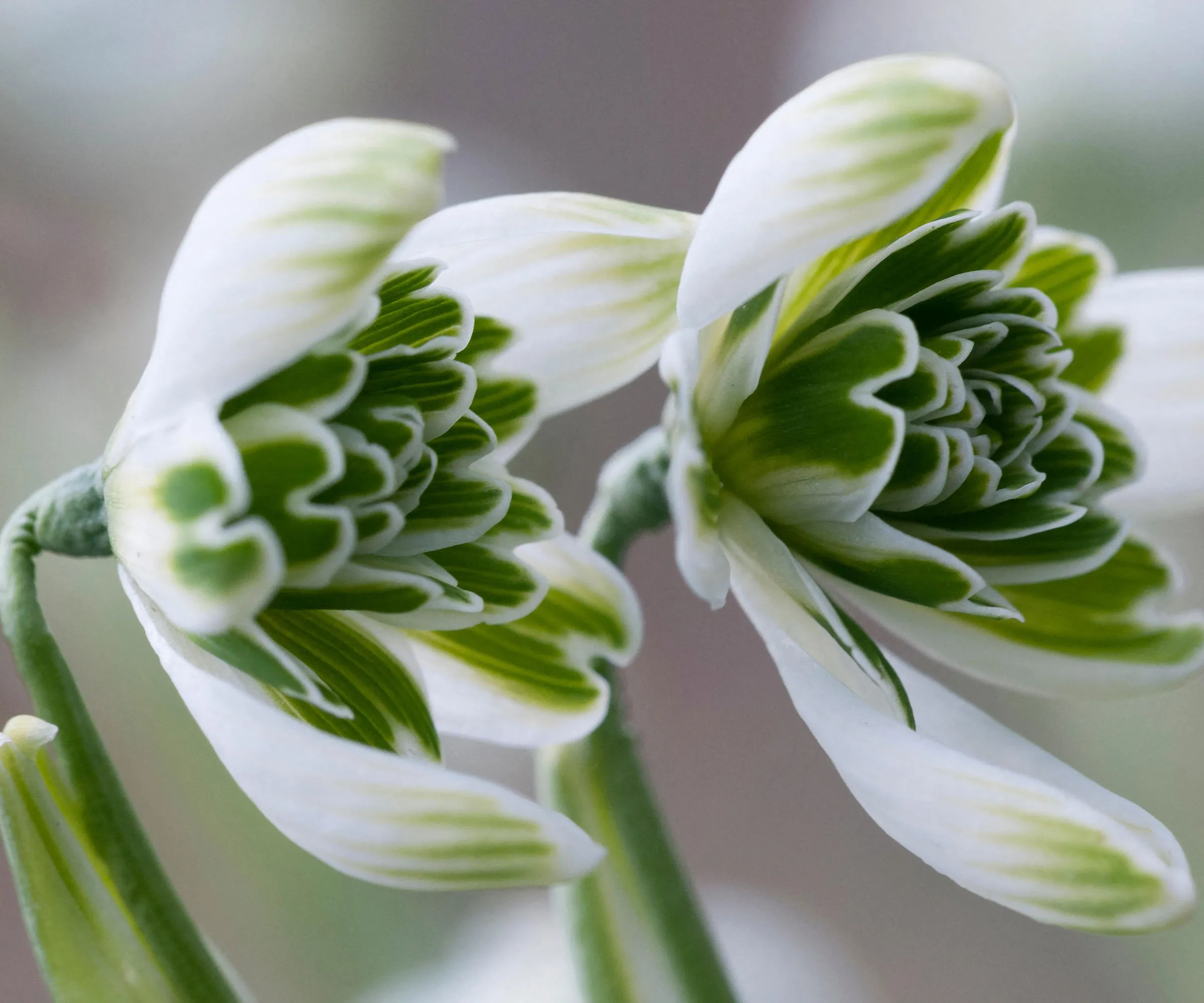 flores brancas e verdes de Galanthus ‘Jacquenetta’ (snowdrops)' loading='lazy' title=