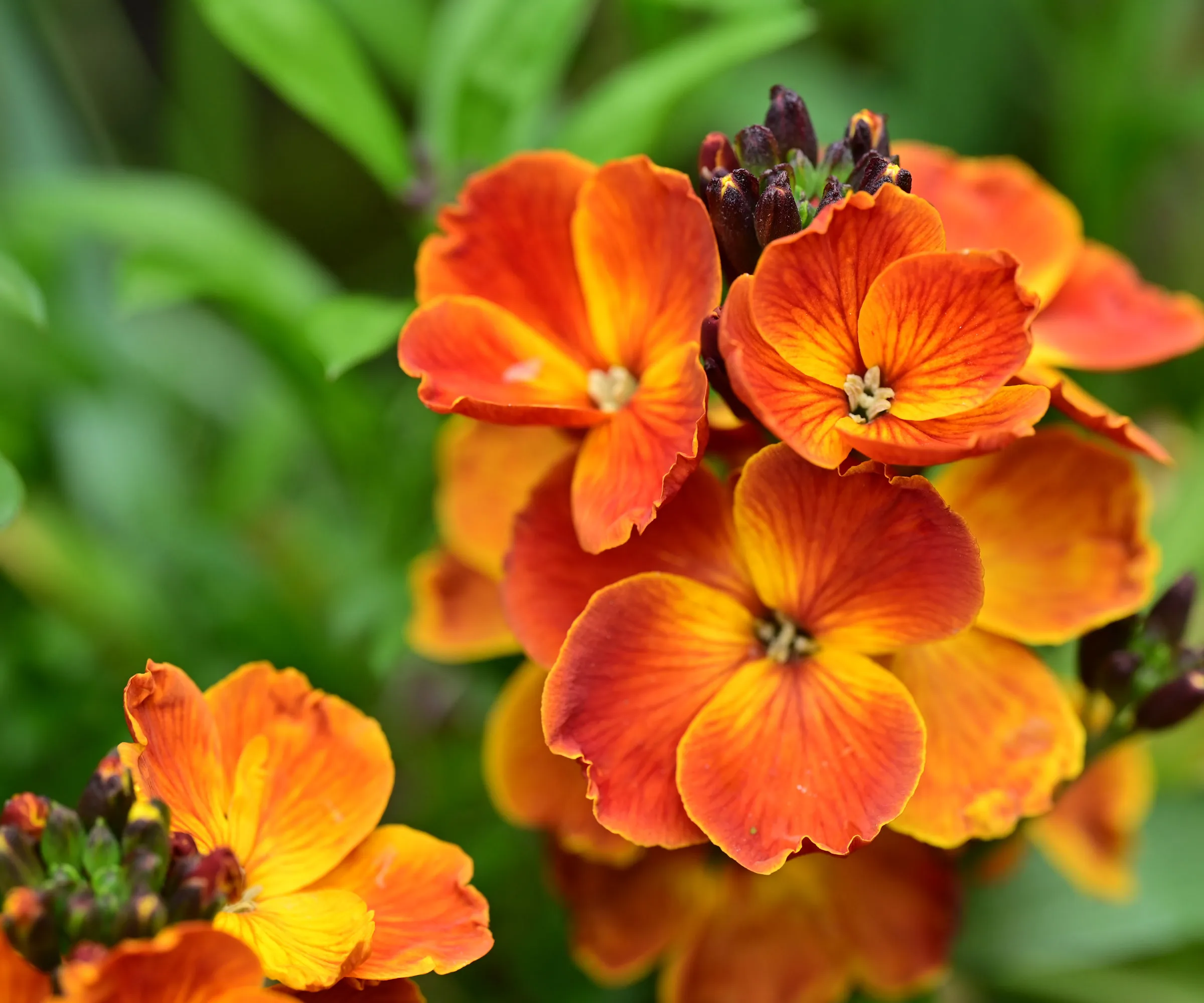 flores de laranja de Erysimum cheiri 'Rei do Fogo'' loading='lazy' title=