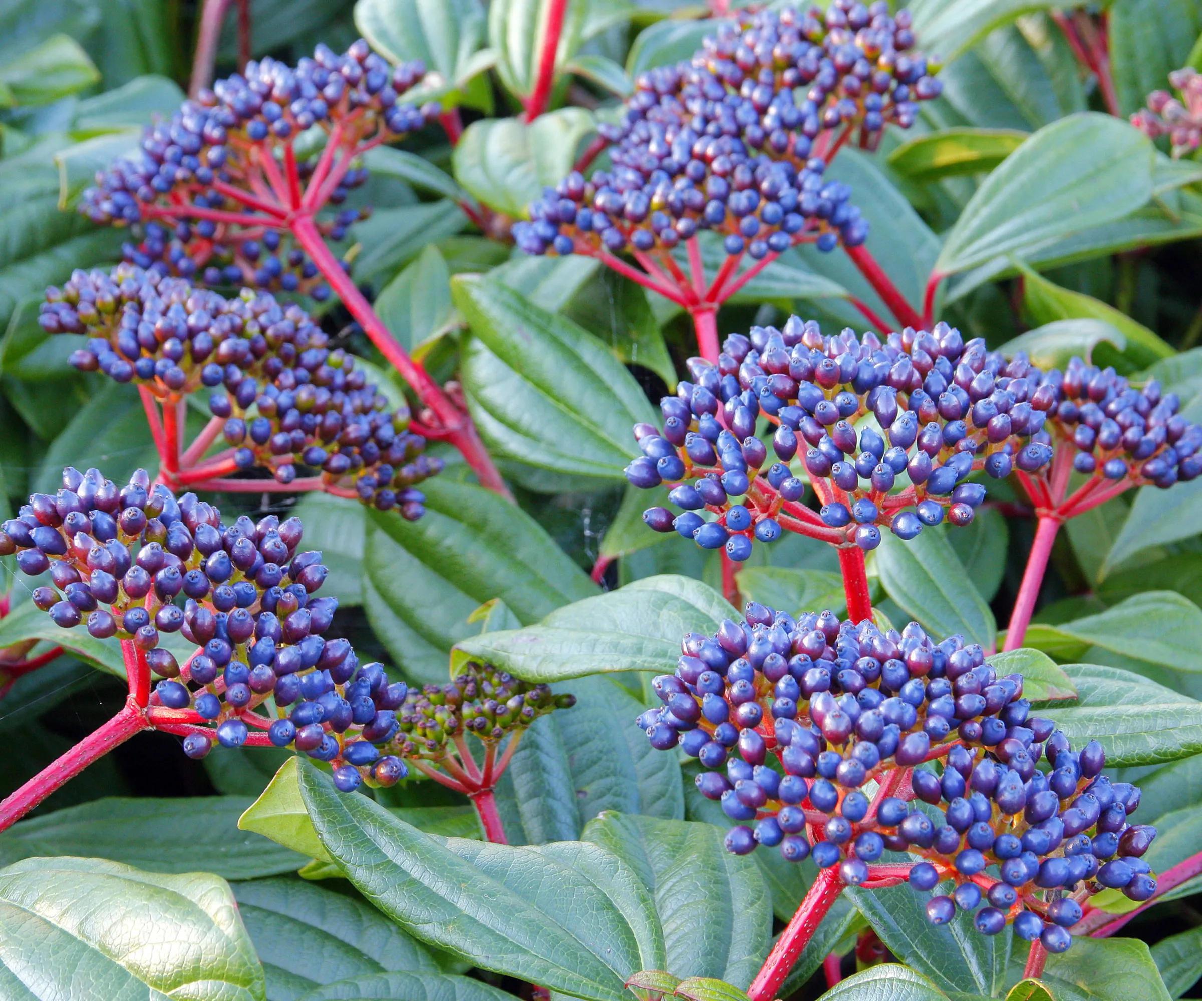 bagas azul-roxas escuras e hastes vermelhas de Viburnum Davidii no inverno' loading='lazy' title=