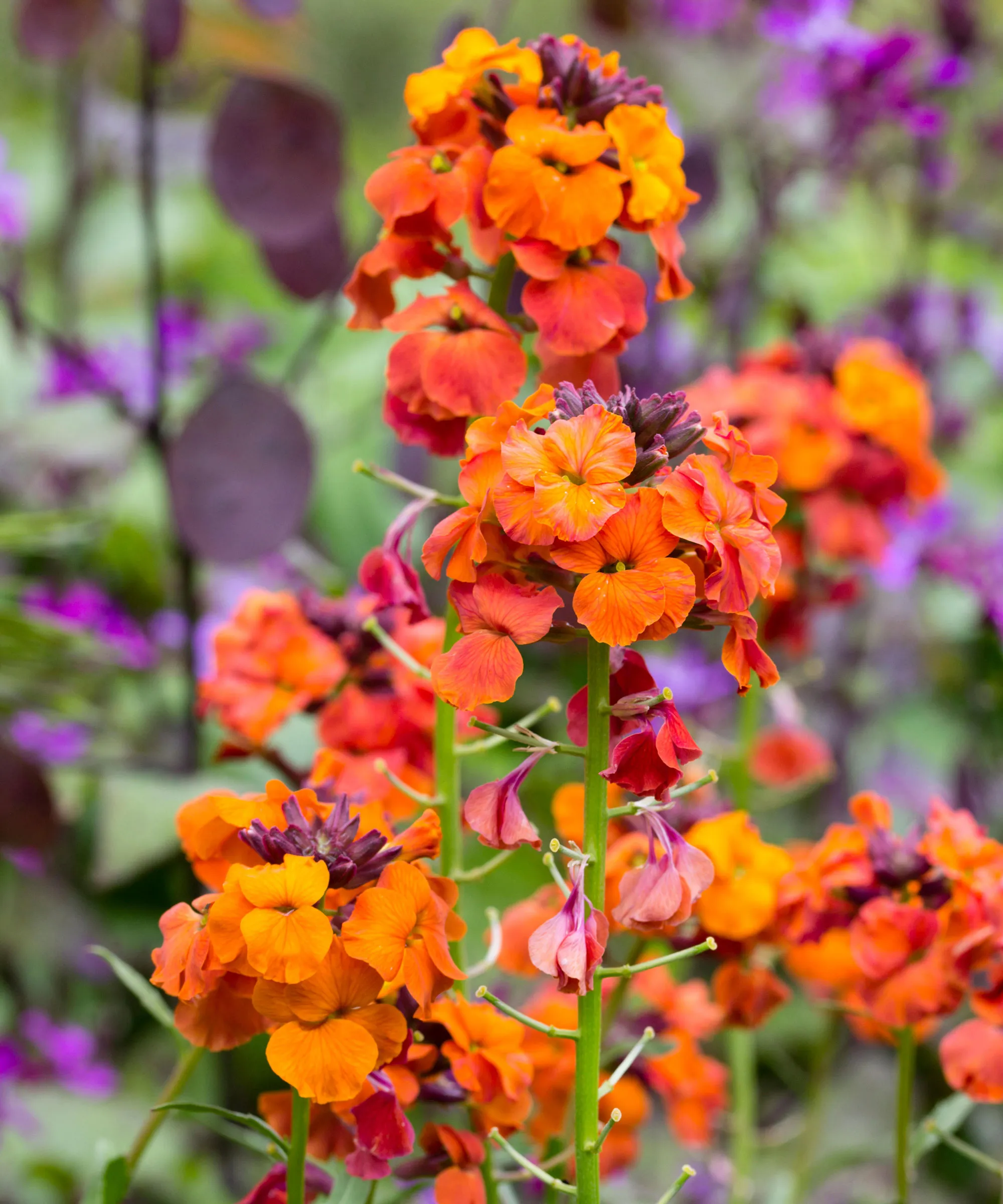 Flores laranja brilhantes da flor perene Erysimum 'Apricot Twist'' loading='lazy' title=