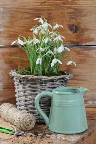 snowdrops forçados e colocados em vasos como plantas de inverno