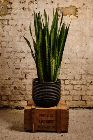 Planta de casa Sansevieria da Floresta