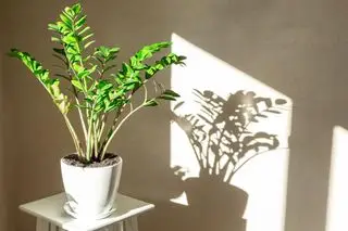 Planta de casa Zamioculcas zamiifolia