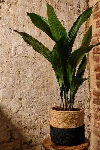 Planta de casa Aspidistra da Floresta