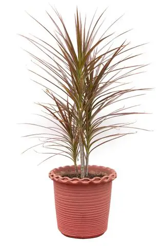 Planta de casa de dragoeiro