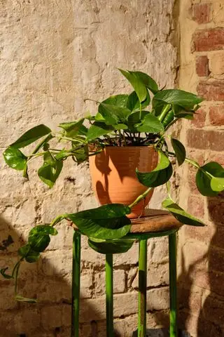 Planta de casa Epipremnum da Floresta