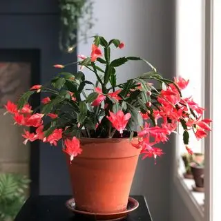 Planta de casa de cacto de Natal truncado Schlumbergera