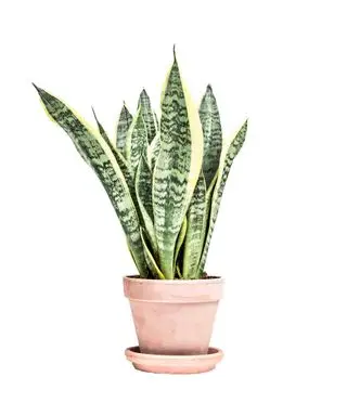 Plantas com pouca luz Planta cobra