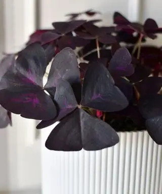 oxalis triangularis planta de casa de inverno