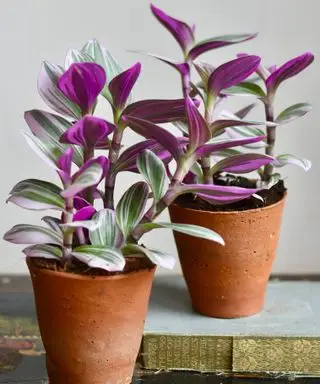 Tradescantia ‘Nanouk’ em vasos de terracota