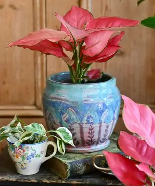 estrela rosa aglaonema