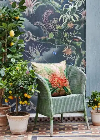 Árvores cítricas anãs usadas como plantas domésticas em estufas de época