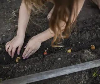 „Das Düngen von Zwiebeln ist für größere und kräftigere Pflanzen unerlässlich“ – ein Zwiebelanbau-Experte verrät, wie es geht