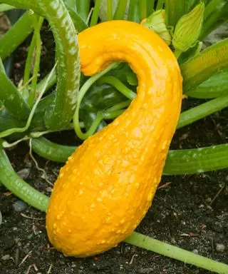 Una saludable calabaza amarilla de cuello torcido