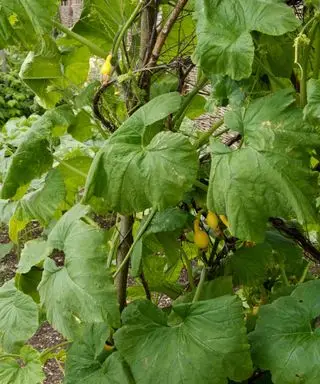 Calabaza de verano amarilla joven que crece en un enrejado rústico
