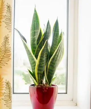 Plante Sansevieria trifasciata