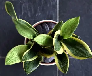 Comment tailler une plante serpent – ​​4 étapes simples pour des plantes d’intérieur saines