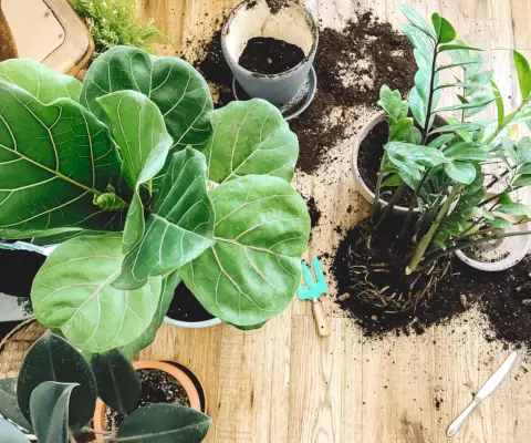 Comment rempoter un figuier à feuilles de violon – 5 étapes faciles à suivre pour que votre plante s'épanouisse