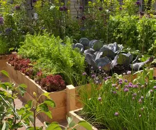 Reihe von Hochbeeten in einem Gemüsegarten