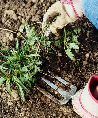 Unkraut von Hand aus einem Garten entfernen
