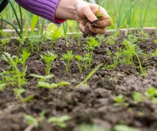Eine von Hand bröckelnde Erde in einem Gemüsegarten, in dem Karotten wachsen
