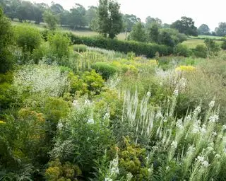 biele záhradné kvety pre upokojujúcu farebnú schému záhrady