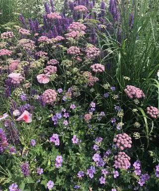 Záhradná paleta farieb orgován/modrá/sýta fialová