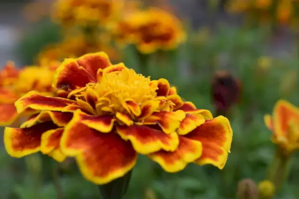 À quelle fréquence faut-il arroser les soucis ? Des experts du végétal partagent leurs bonnes pratiques