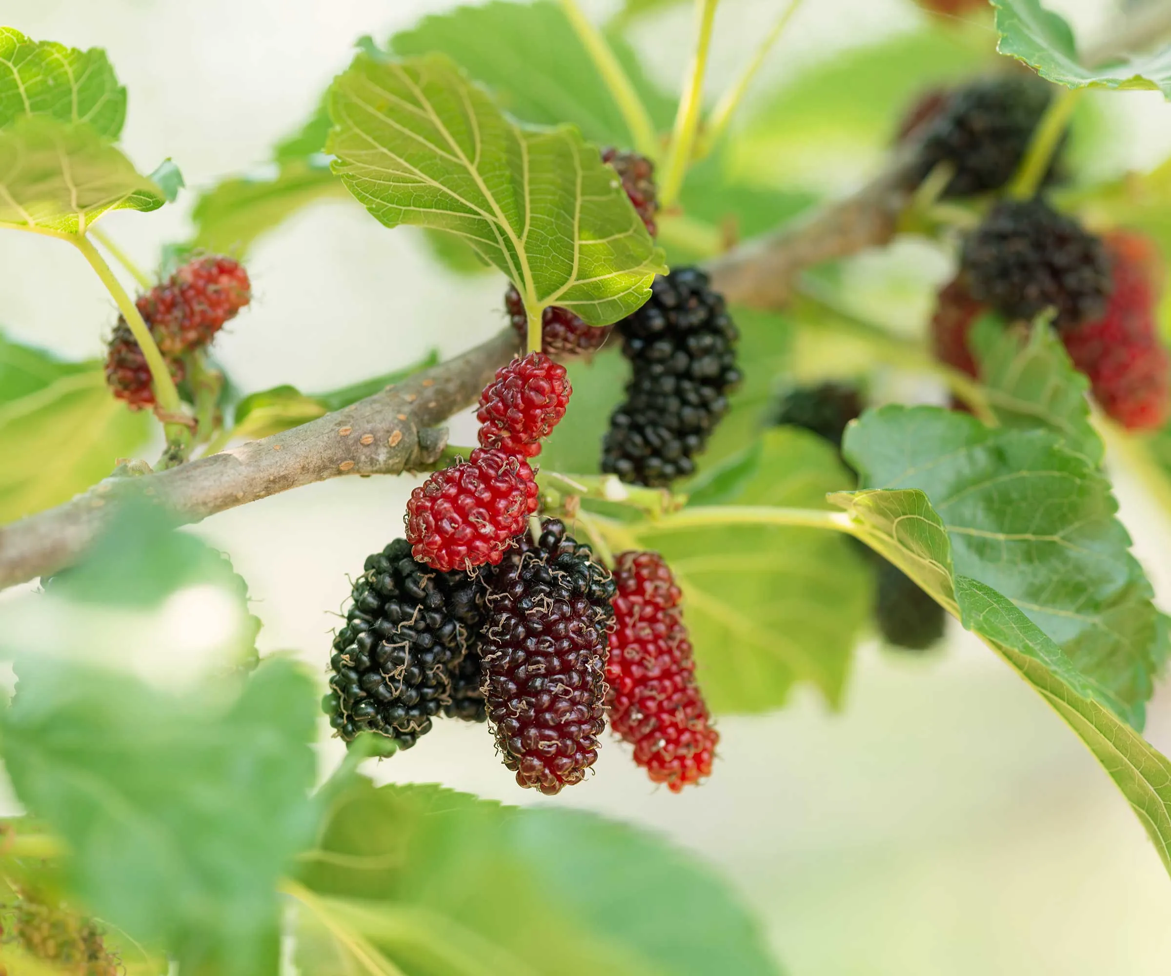 mulberries na strome' loading='lazy' title=