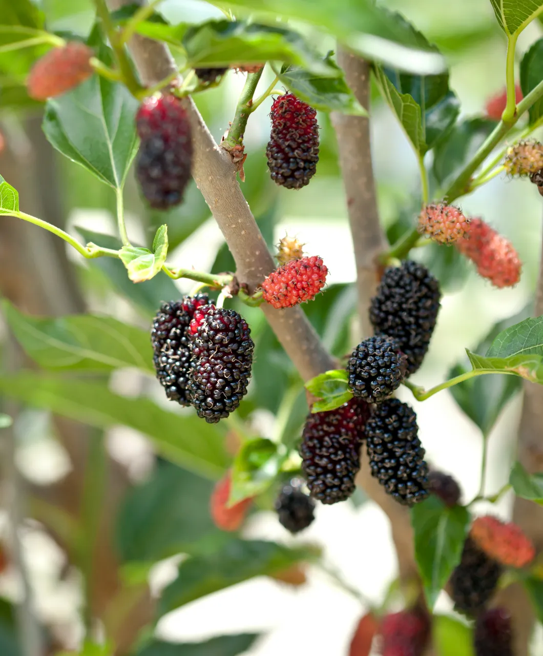 Buckinghamský palác Mulberry Tree' loading='lazy' title=