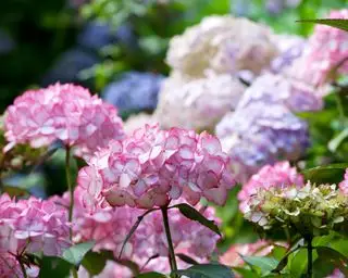 Quand peut-on transplanter des hortensias ? Conseils d’experts pour déplacer ces plantes en toute sécurité et avec succès
