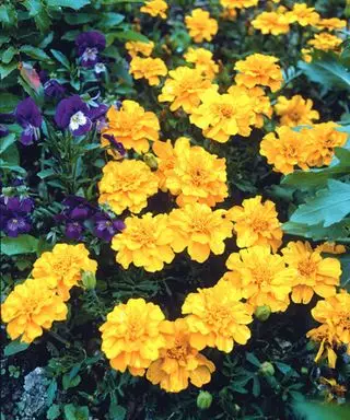 Nærbillede af morgenfrue blomster