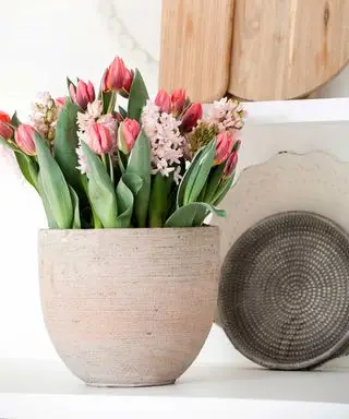 Comment faire pousser des tulipes à l'intérieur – un guide étape par étape pour forcer ces magnifiques bulbes