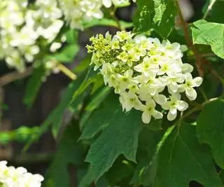 Comment et quand tailler un hortensia à feuilles de chêne – choisissez le bon moment ou risquez de rater une année de fleurs